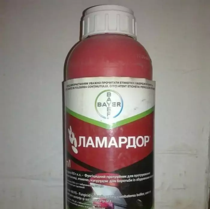 Pansement aux graines de Lamador