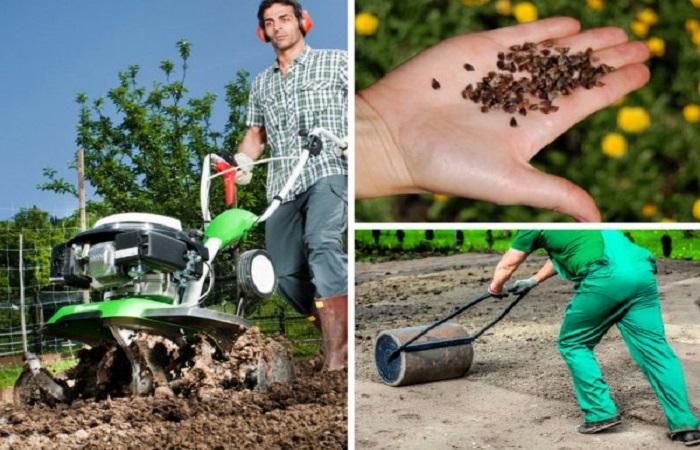 การปลูกบัควีท