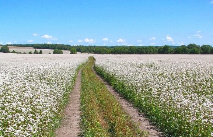 ทุ่งดอกไม้บาน