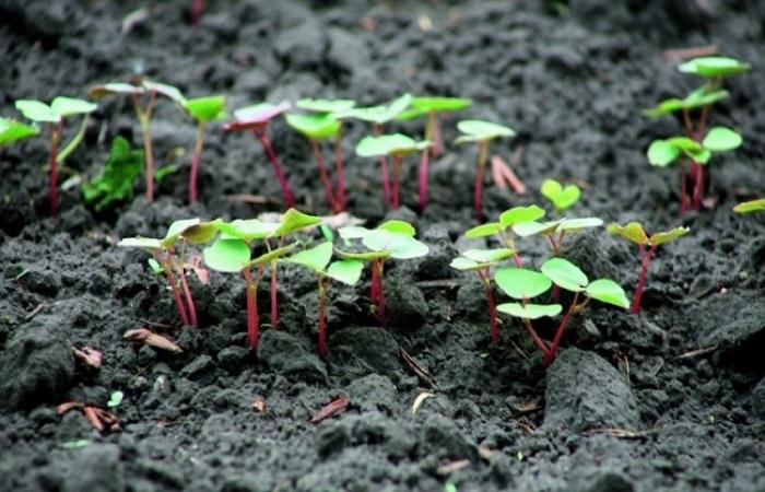 การงอกของต้นอ่อน