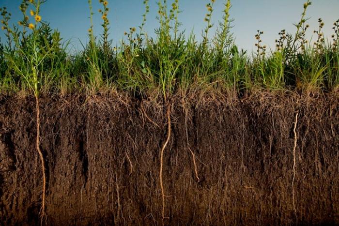 ปุ๋ยพืชสดฤดูหนาว