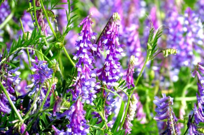 ปุ๋ยพืชสดชนิดใดที่ช่วยกำจัดกรดในดิน?