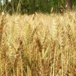 ข้าวสาลีเป็นปุ๋ยพืชสด