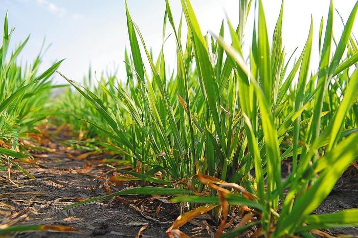 ข้าวไรย์ฤดูหนาว