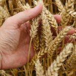 ข้าวสาลีเป็นปุ๋ยพืชสด