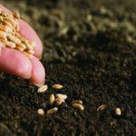 ข้าวสาลีเป็นปุ๋ยพืชสด