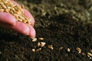 ข้อดีข้อเสียของข้าวสาลีในฐานะพืชปุ๋ยพืชสด และควรปลูกเมื่อไรและอย่างไรจึงจะถูกต้อง