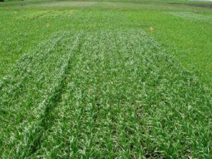 ข้อดีข้อเสียของข้าวโอ๊ตเป็นปุ๋ยพืชสด ควรหว่านและขุดเมื่อใด