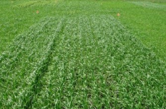 ข้าวโอ๊ตเป็นปุ๋ยพืชสด