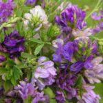 ปุ๋ยพืชสดชนิดใดที่ช่วยกำจัดกรดในดิน?