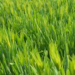 ข้าวสาลีเป็นปุ๋ยพืชสด