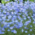 แฟลกซ์เป็นปุ๋ยพืชสด