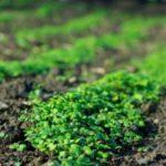 ปุ๋ยพืชสดชนิดใดที่ช่วยกำจัดกรดในดิน?