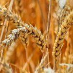 ข้าวสาลีเป็นปุ๋ยพืชสด