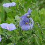 แฟลกซ์เป็นปุ๋ยพืชสด