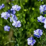 แฟลกซ์เป็นปุ๋ยพืชสด