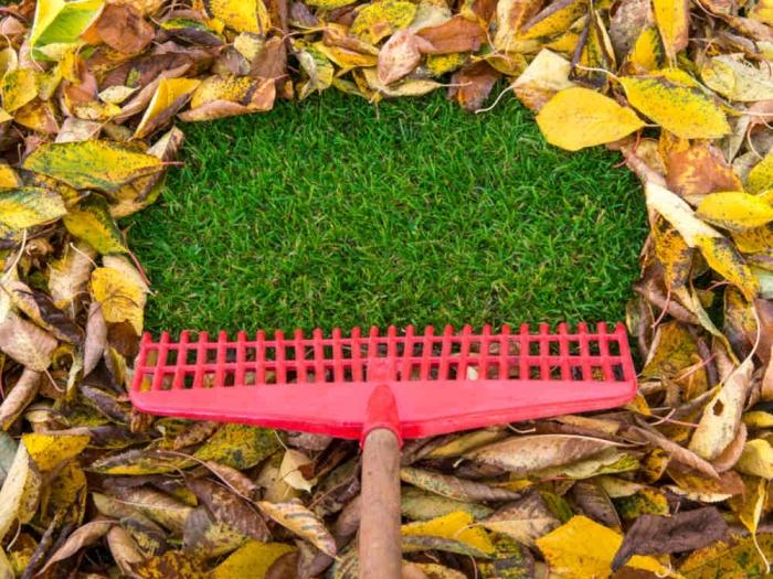 ปุ๋ยพืชสดฤดูหนาว