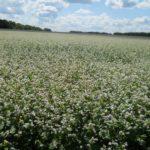 ปุ๋ยพืชสดชนิดใดที่ช่วยกำจัดกรดในดิน?