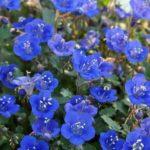 แฟลกซ์เป็นปุ๋ยพืชสด