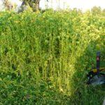 เพื่อปรับปรุงคุณภาพดินอย่างครอบคลุม ขอแนะนำให้ปลูกพืชผักผสมปุ๋ยพืชสด ปุ๋ยพืชตระกูลถั่วผสมธัญพืชเป็นที่นิยม เพราะไม่เพียงแต่ช่วยป้องกันดินเป็นกรดเท่านั้น แต่ยังช่วยให้ดินร่วนซุยอีกด้วย