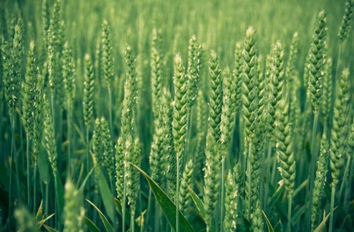 ข้าวสาลีเป็นปุ๋ยพืชสด