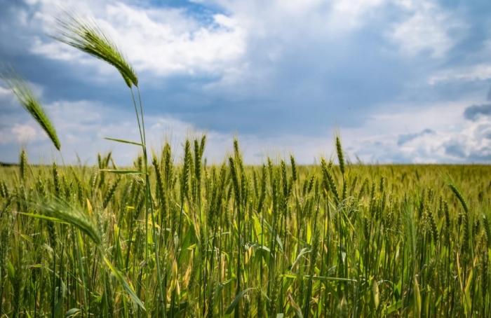 ข้าวสาลีเป็นปุ๋ยพืชสด