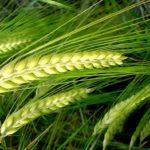 ข้าวสาลีเป็นปุ๋ยพืชสด