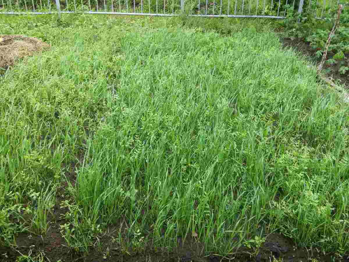 ข้าวไรย์เป็นปุ๋ยพืชสด