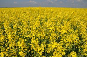 ประโยชน์ของการใช้เรพซีดเป็นปุ๋ยพืชสด ควรปลูกเมื่อใดและขุดเมื่อใด