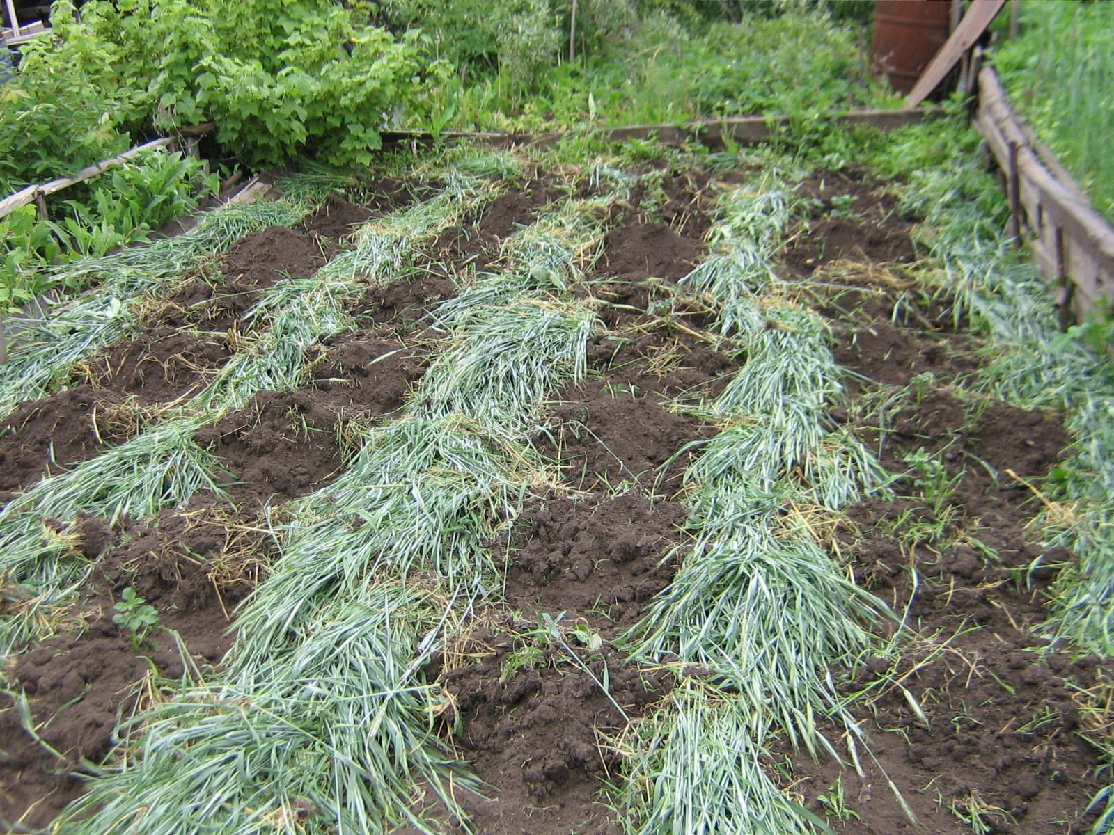 ข้าวไรย์ปลูกเป็นปุ๋ยพืชสด