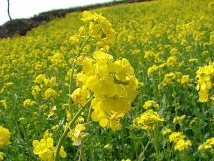 ภาพดอกเรพซีด