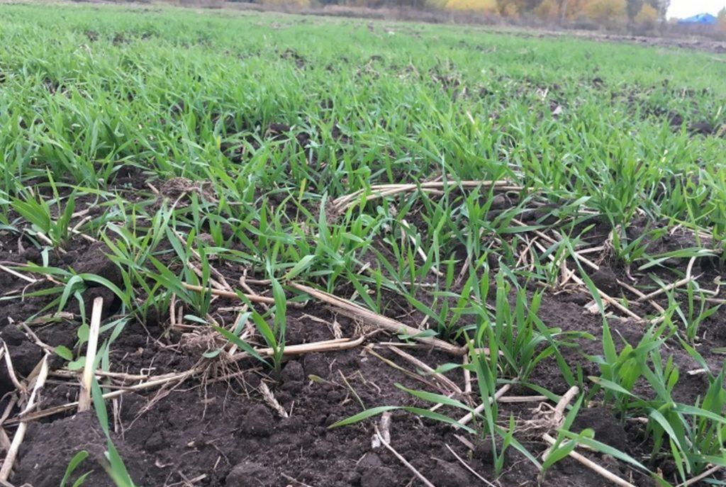 ภาพถ่ายข้าวไรย์