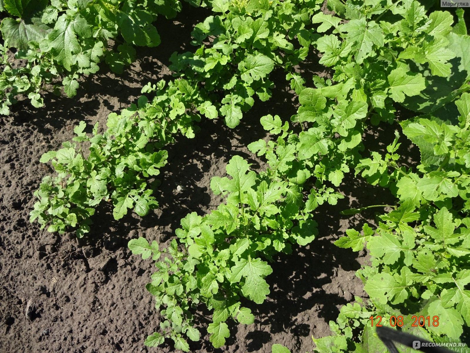 ภาพการฝังมัสตาร์ดเป็นปุ๋ยพืชสด