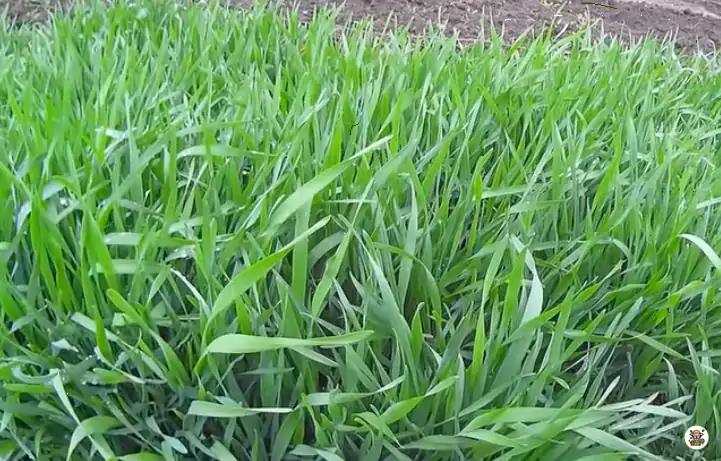 ภาพข้าวไรย์