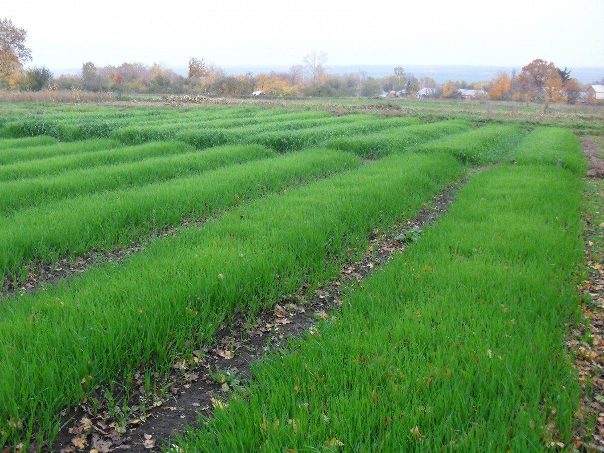 ข้าวไรย์ในทุ่งนา