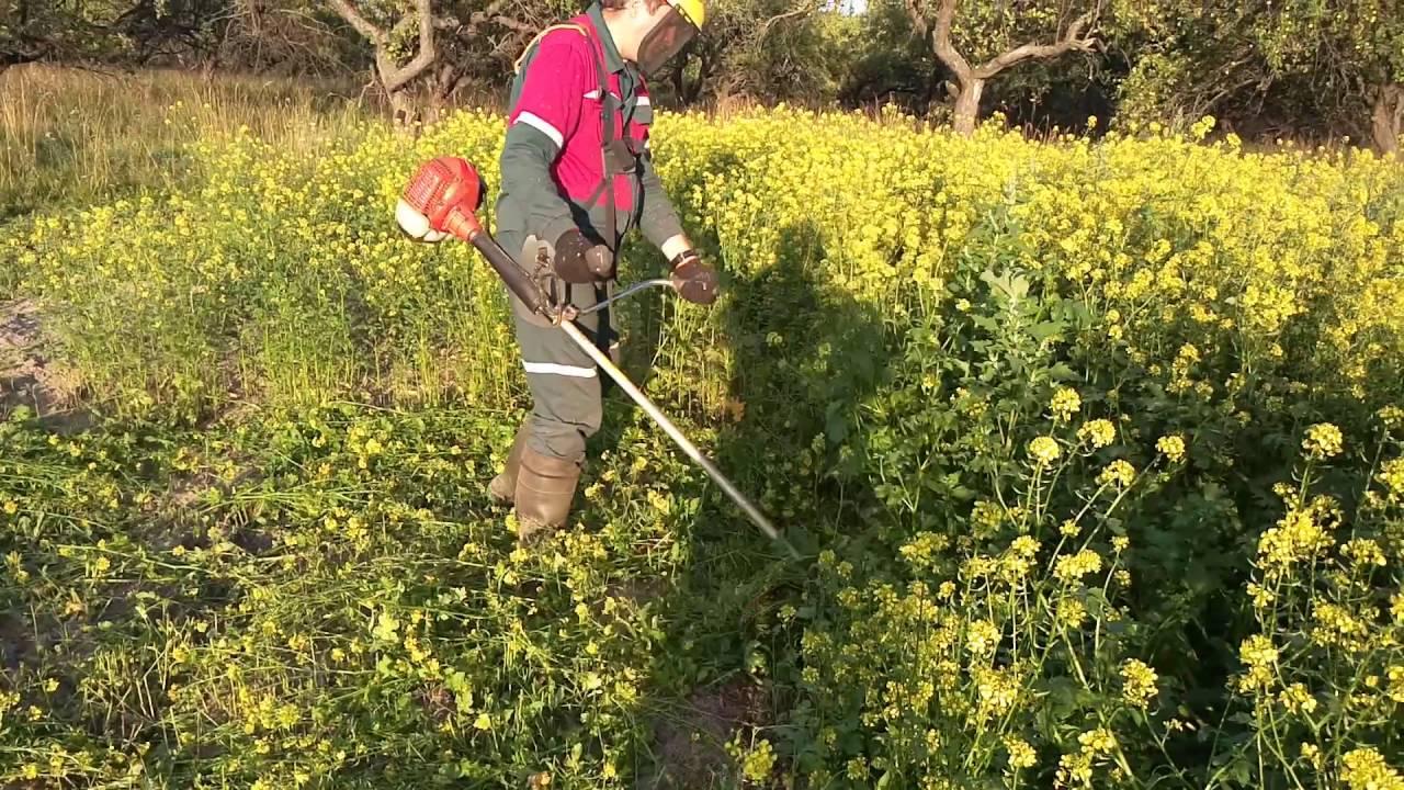 Moment de la tonte et que faire ensuite