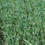 ข้าวบาร์เลย์เป็นปุ๋ยพืชสด