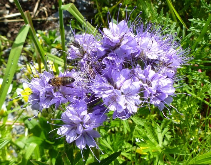 ฟาซีเลีย ไซเดอแรต