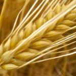 ข้าวบาร์เลย์เป็นปุ๋ยพืชสด