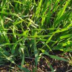 ข้าวบาร์เลย์เป็นปุ๋ยพืชสด