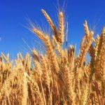 ข้าวบาร์เลย์เป็นปุ๋ยพืชสด