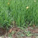 ข้าวบาร์เลย์เป็นปุ๋ยพืชสด