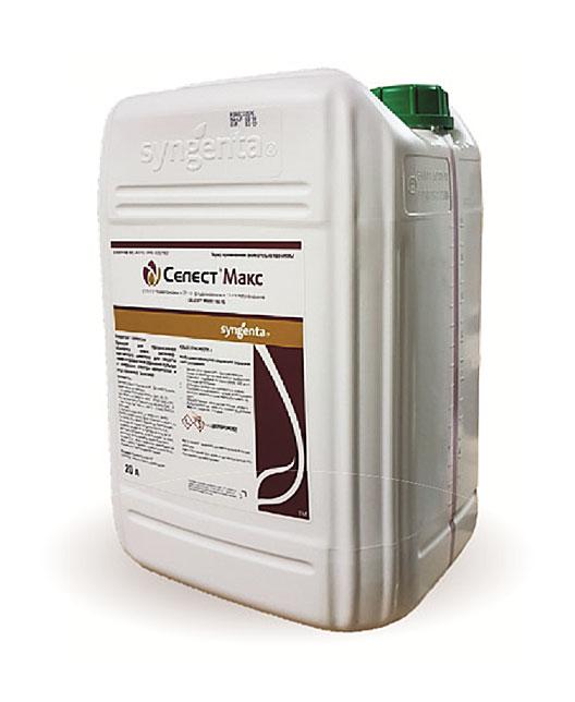 ภาพถ่าย "เซเลสเต้ แม็กซ์"