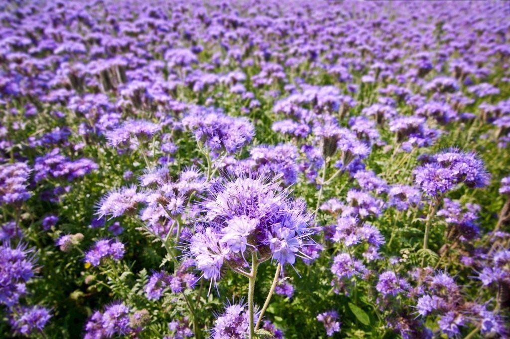 ภาพปุ๋ยพืชสด Phacelia
