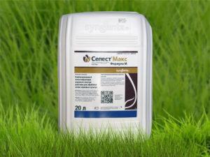 คำแนะนำในการใช้ Celeste Max ส่วนประกอบการบำบัดเมล็ดพันธุ์และสารคล้ายสาร