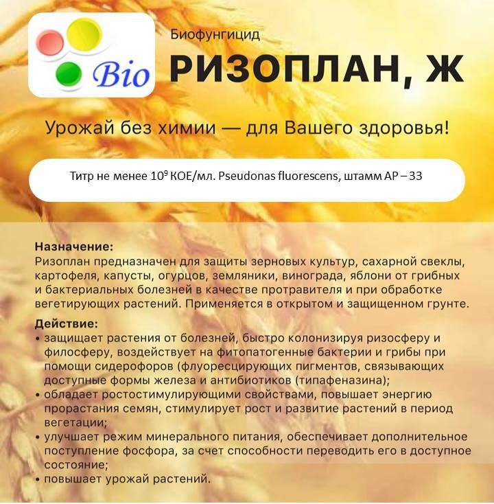 Composition du « Rizoplan »