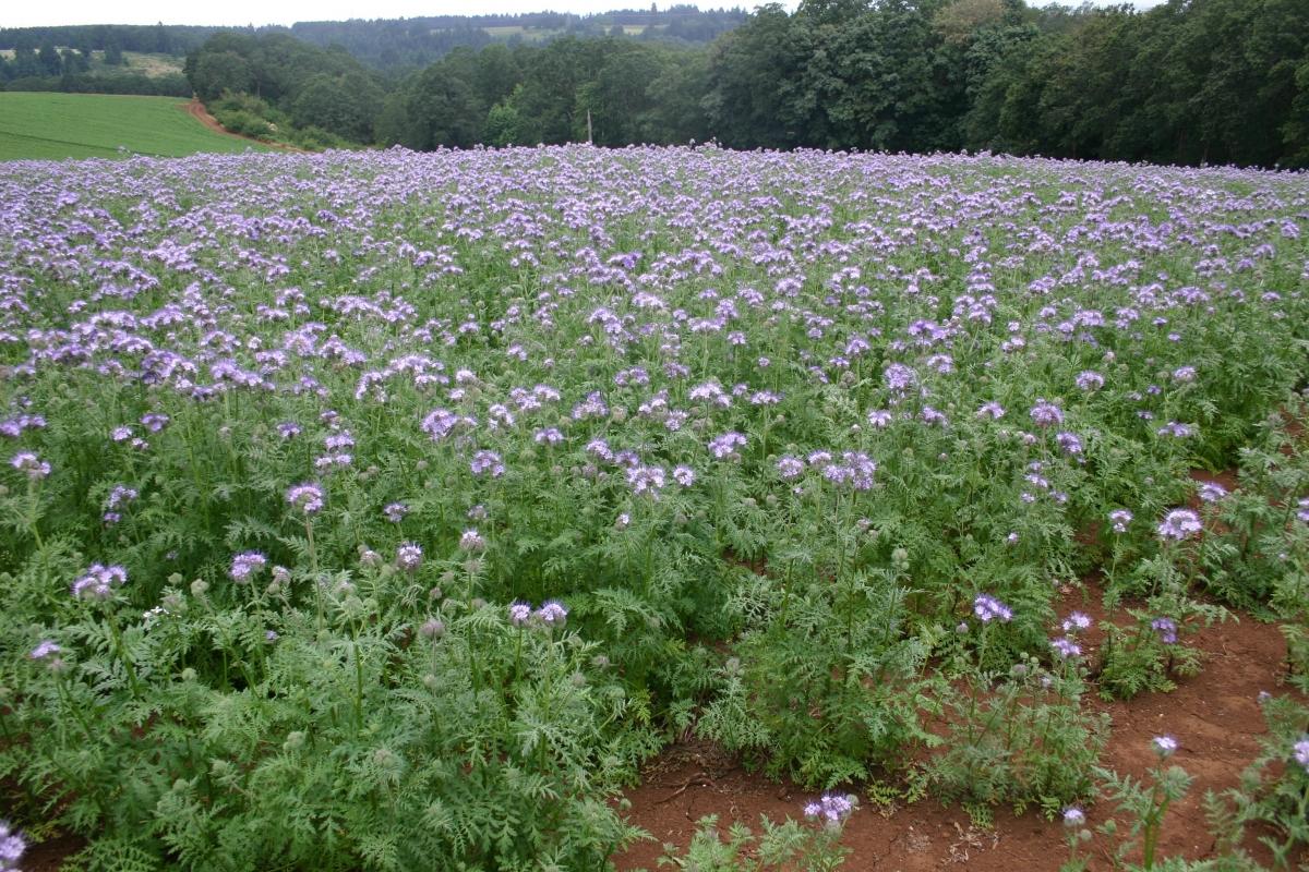 ปุ๋ยพืชสด Phacelia ในทุ่งนา