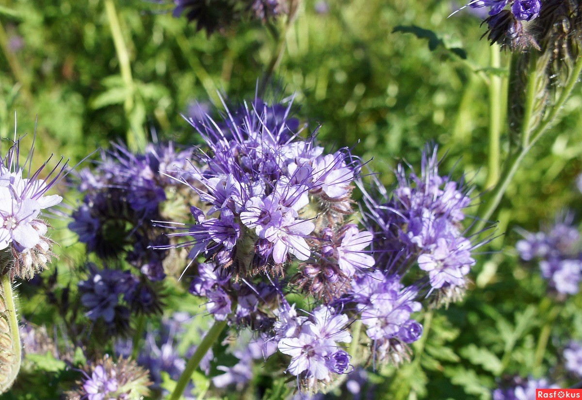ภาพปุ๋ยพืชสด Phacelia
