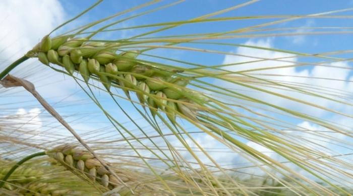 ข้าวบาร์เลย์เป็นปุ๋ยพืชสด