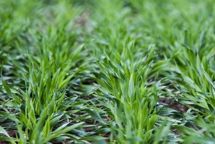 ข้าวบาร์เลย์เป็นปุ๋ยพืชสด